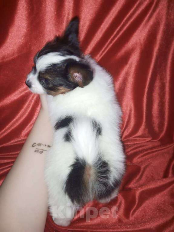 Собаки в Добрянке: Щенок папийона Мальчик, 80 000 руб. - фото 3