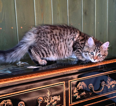 Сибирские котята