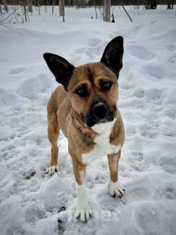 Собаки в других городах Московской области: Красавица Бука ищет дом Девочка, Бесплатно - фото 1