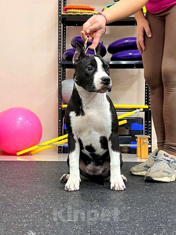 Собаки в Москве: Шикарная девочка амстаффа  Девочка, 60 000 руб. - фото 2