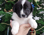 Собаки в Липецке: Бордер колли митис (красавчег 2) Мальчик, 15 000 руб. - фото 1