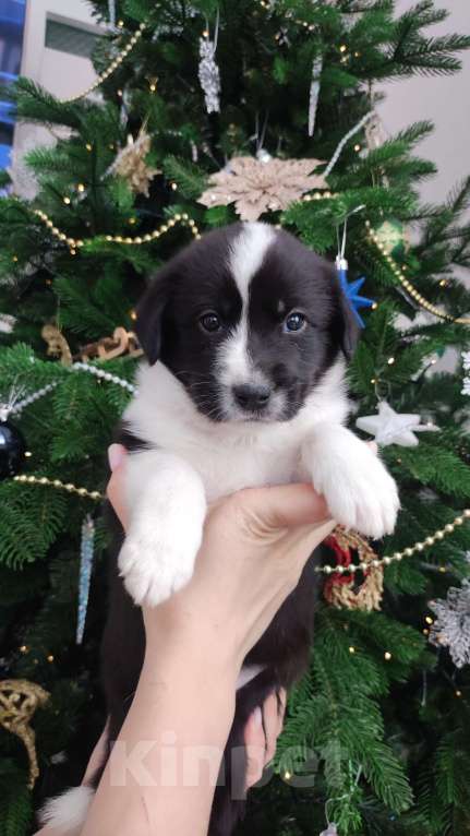 Собаки в Липецке: Бордер колли митис (красавчег 2) Мальчик, 15 000 руб. - фото 1