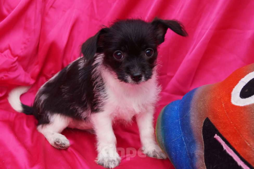 Собаки в Москве: Щеночки метисы- детки любви Мальчик, 13 000 руб. - фото 2