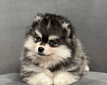 Собаки в Санкт-Петербурге: Шикарный мальчик помски Мальчик, 150 000 руб. - фото 4