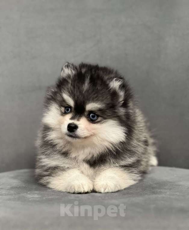 Собаки в Санкт-Петербурге: Шикарный мальчик помски Мальчик, 150 000 руб. - фото 4