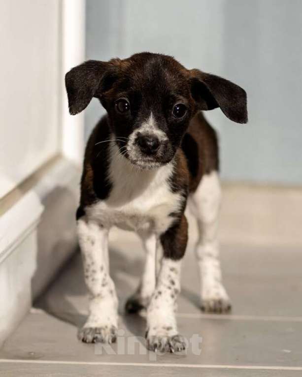 Собаки в Москве: Пять маленьких сердец ищут дом. Девочка, Бесплатно - фото 10