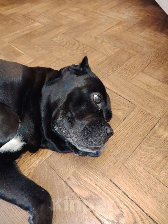 Собаки в Санкт-Петербурге: Срочно отдам собаку Девочка, Бесплатно - фото 2