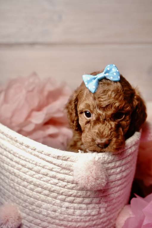 Собаки в Одинцово: Той пудель ркф Девочка, 85 000 руб. - фото 2