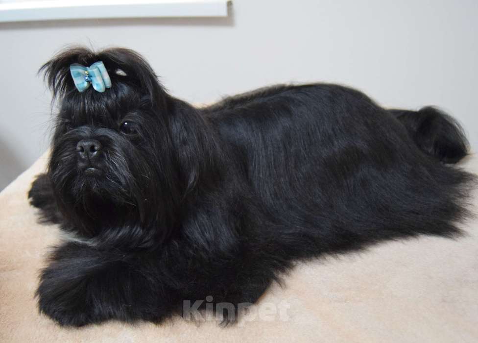 Собаки в Краснодаре: Ши тцу подростки . Мальчик, 40 000 руб. - фото 2