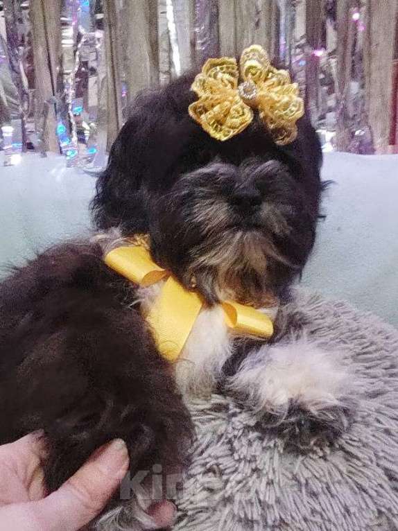 Собаки в Екатеринбурге: Шоко мальтипу Девочка, 70 000 руб. - фото 2