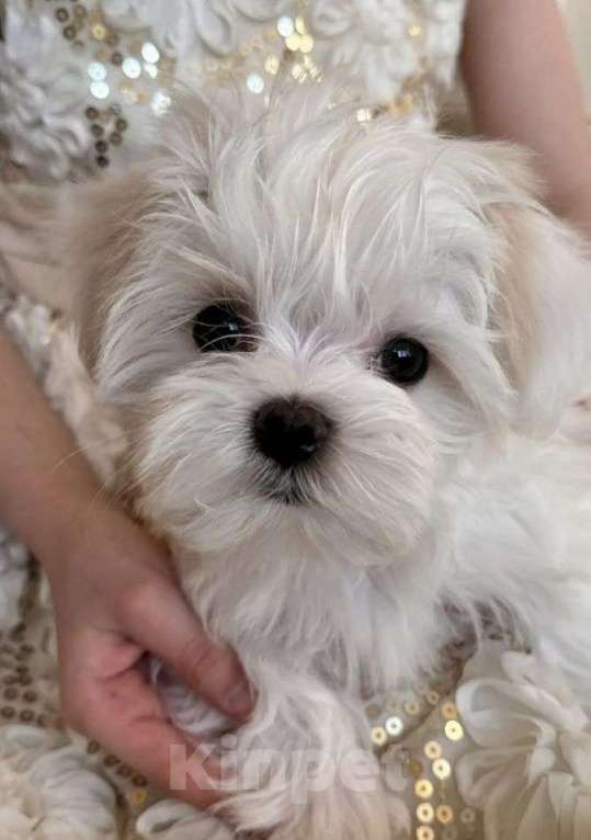 Собаки в Москве: продаю Девочка, Бесплатно - фото 1