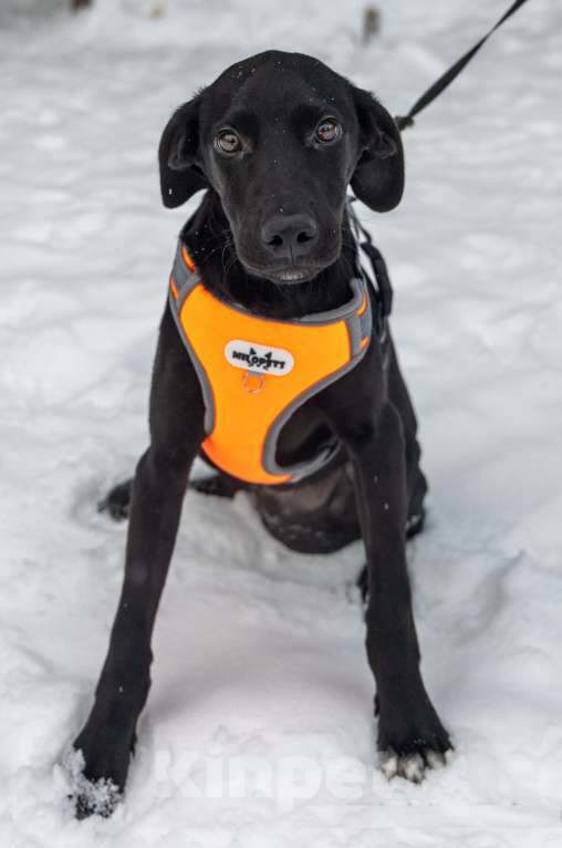 Собаки в Химках: Ищем дом изящному Лорду Мальчик, Бесплатно - фото 3