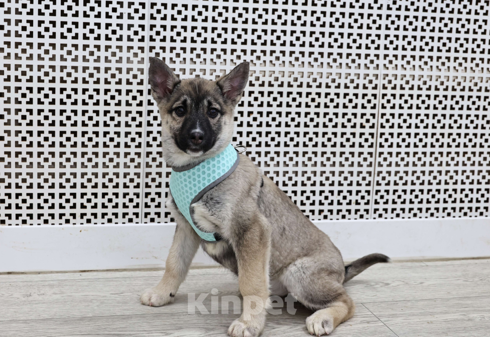 Собаки в Москве: Щенки бесплатно в Москве Девочка, Бесплатно - фото 6