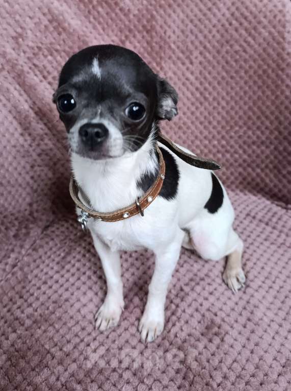 Собаки в Москве: Мини-девочка Девочка, 55 000 руб. - фото 8