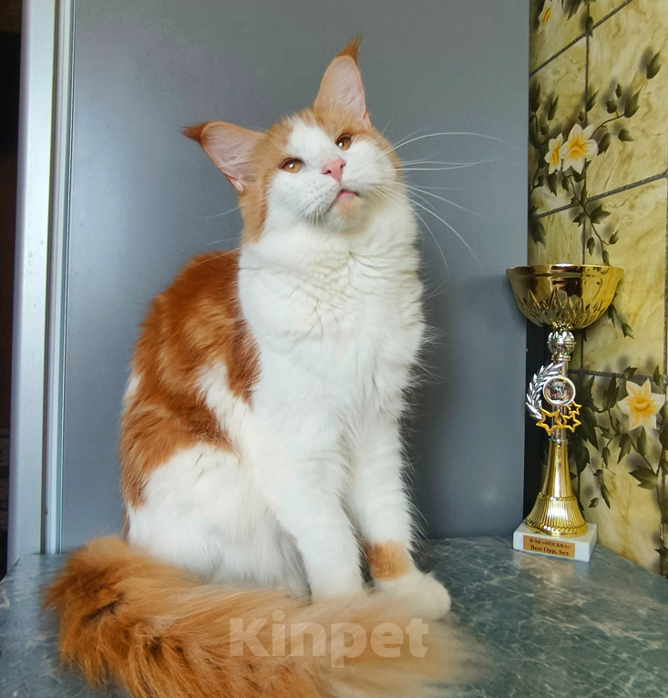 Кошки в Москве: Котёнок Мейн- Кун Девочка Девочка, 20 000 руб. - фото 6