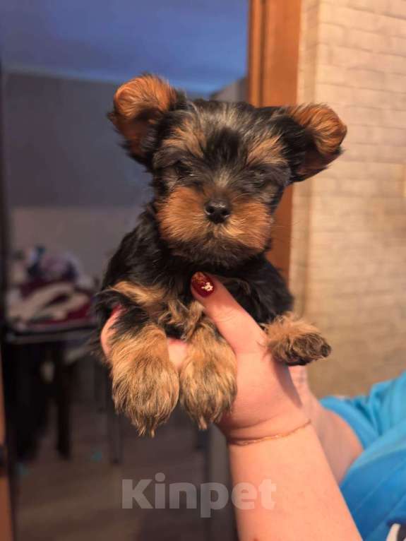 Собаки в Москве: Продаю щенка Мальчик, 45 000 руб. - фото 5