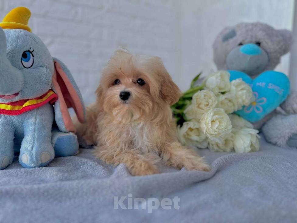 Собаки в Калининграде: Мальтипу девочка мини Девочка, 80 000 руб. - фото 7