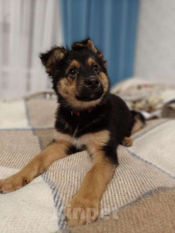 Собаки в Москве: Маленькой Челси нужен дом  Девочка, Бесплатно - фото 4