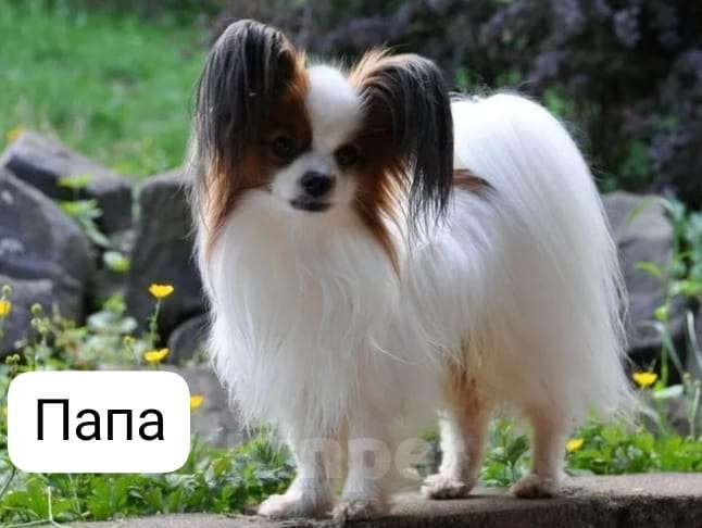 Собаки в других городах Свердловской области: Бабочка Папильон Мальчик, 30 000 руб. - фото 2