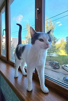 Грациозная кошка