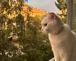 Кошки в Новосибирске: Отдам кота в добрые руки Мальчик, Бесплатно - фото 5
