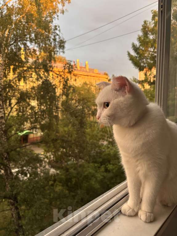 Кошки в Новосибирске: Отдам кота в добрые руки Мальчик, Бесплатно - фото 5