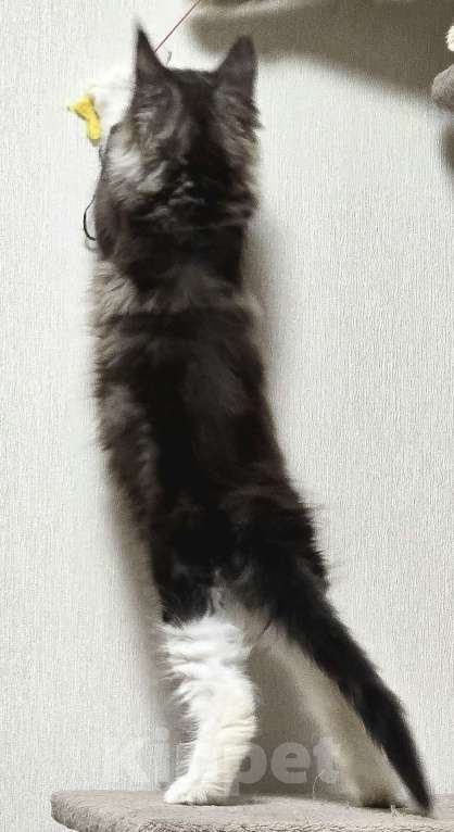 Кошки в Москве: Котята мейн-кун Девочка, 30 000 руб. - фото 6