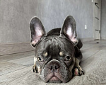 Собаки в Красноярске: Французкий бульдог мальчик Мальчик, 15 000 руб. - фото 2