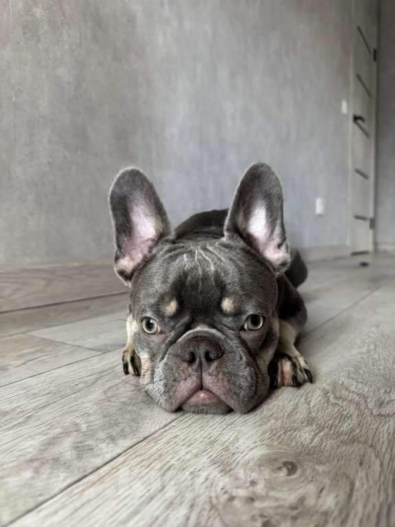 Собаки в Красноярске: Французкий бульдог мальчик Мальчик, 15 000 руб. - фото 2