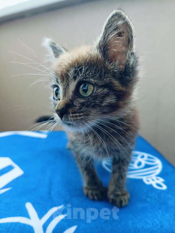 Кошки в Москве: Котёнок полтора месяца Тишка Мальчик, Бесплатно - фото 7