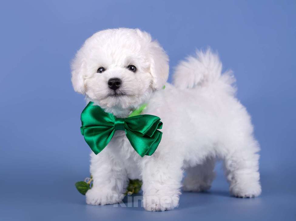 Собаки в Москве: Щенок Бишон Фризе мальчик  питомник SNОW WНIТЕ LАМВ Мальчик, Бесплатно - фото 2