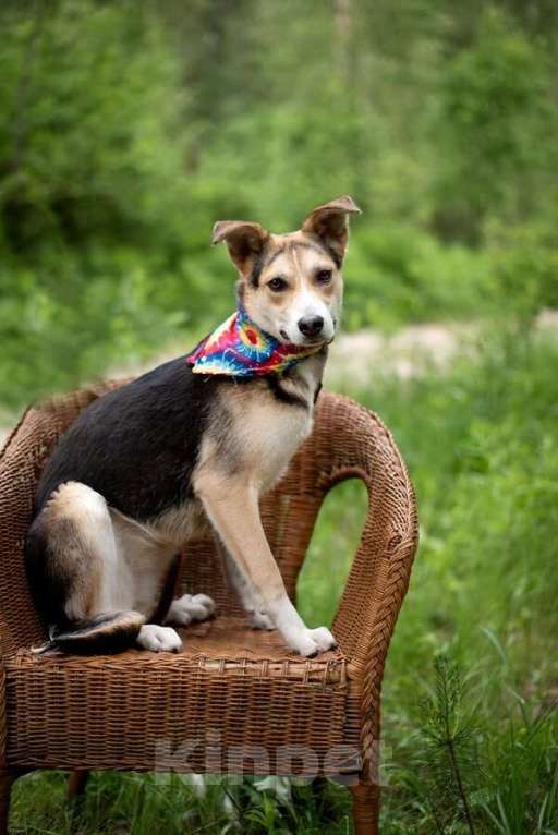 Собаки в Москве: Ума — девочка, которая ждёт именно своего человека Девочка, Бесплатно - фото 5
