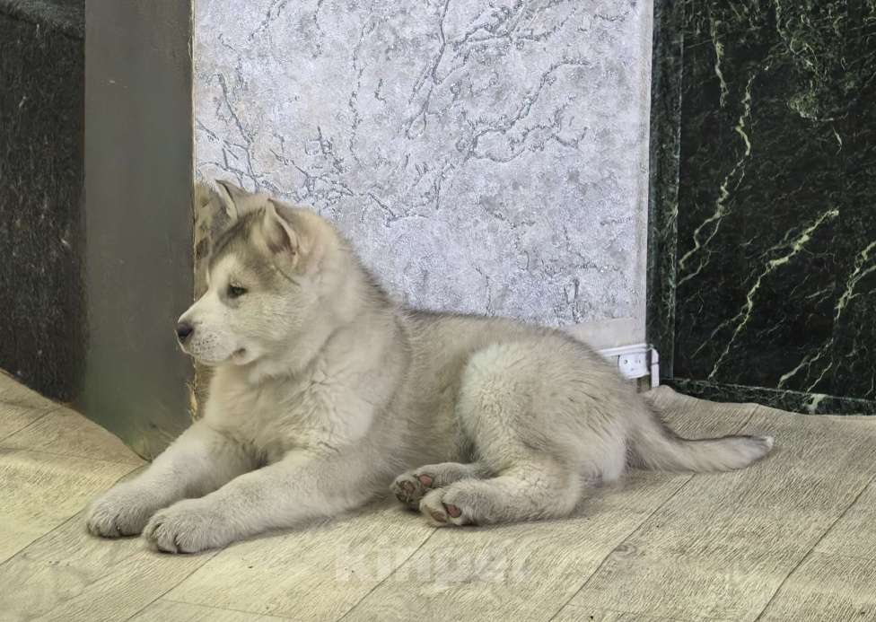 Собаки в Абакане: Щенки Аляскинского маламута Девочка, 20 000 руб. - фото 5
