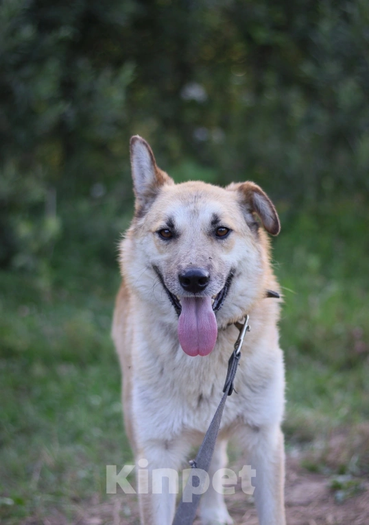 Собаки в Москве:  Джо очень нужен дом  Мальчик, Бесплатно - фото 3