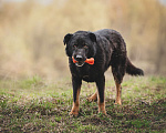 Собаки в Москве: Удивительный пес с ярко выраженной индивидуальностью Сэм, ищет дом! Мальчик, Бесплатно - фото 2