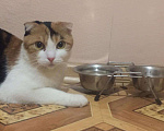 Кошки в Краснодаре: Отдам кошку в добрые руки Девочка, 2 руб. - фото 1