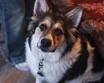 Собаки в Одинцово: Ласковая Ляля ищет дом Девочка, Бесплатно - фото 6