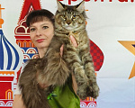 Кошки в Москве: Котёнок Мейн-кун полидакт Девоча Девочка, 100 000 руб. - фото 3
