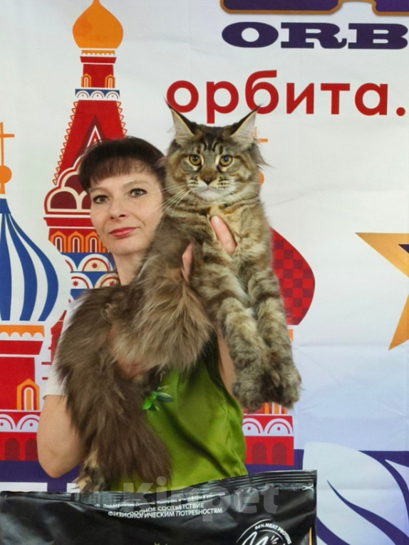 Кошки в Москве: Котёнок Мейн-кун полидакт Девоча Девочка, 100 000 руб. - фото 3