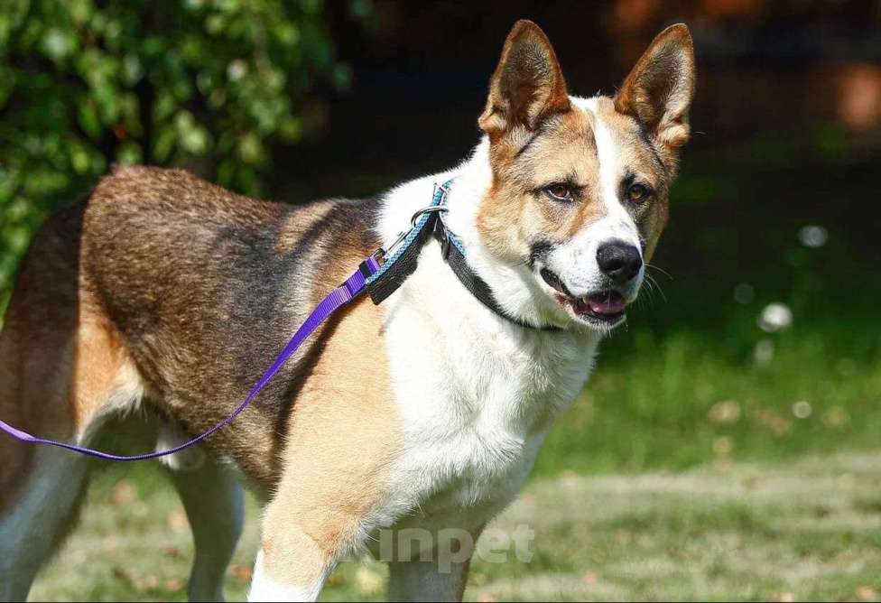 Собаки в Москве: Умный и сильный пес Арон в добрые руки Мальчик, Бесплатно - фото 7
