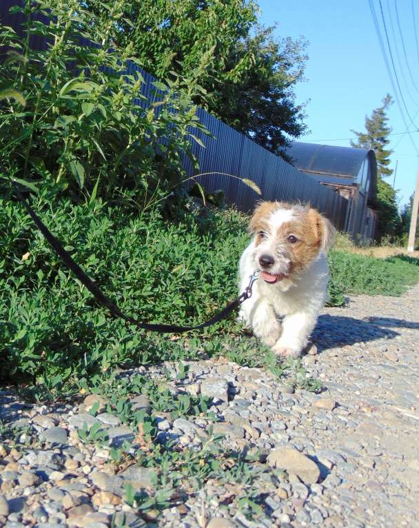 Собаки в Москве: Высокопородный щенок Джек Рассел терьера жесткошерстный Мальчик, Бесплатно - фото 6