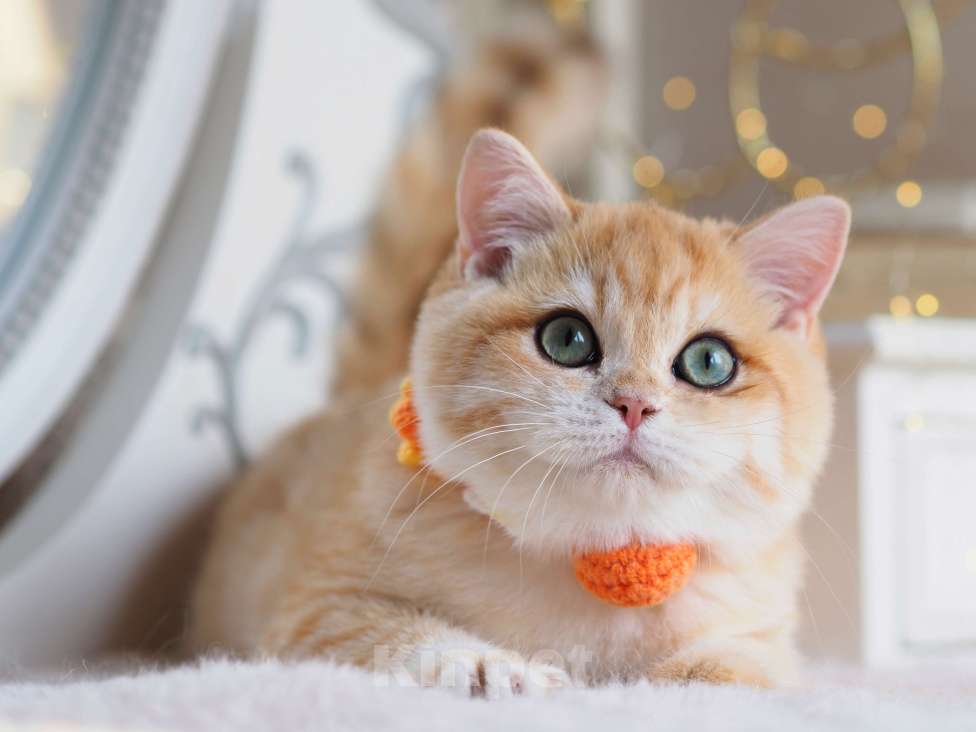 Кошки в Москве: Британский котёнок Дон Жуан Мальчик, 120 000 руб. - фото 1