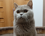 Кошки в Санкт-Петербурге: Молодая британская лиловая девочка Девочка, 10 000 руб. - фото 5