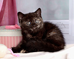 Кошки в Мурином: Британская кошечка окраса черный черепаховый Девочка, 30 000 руб. - фото 10