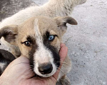 Собаки в Новокузнецке: Отдадим в хорошие руки, срочно или собачки будут без дома  Мальчик, Бесплатно - фото 2