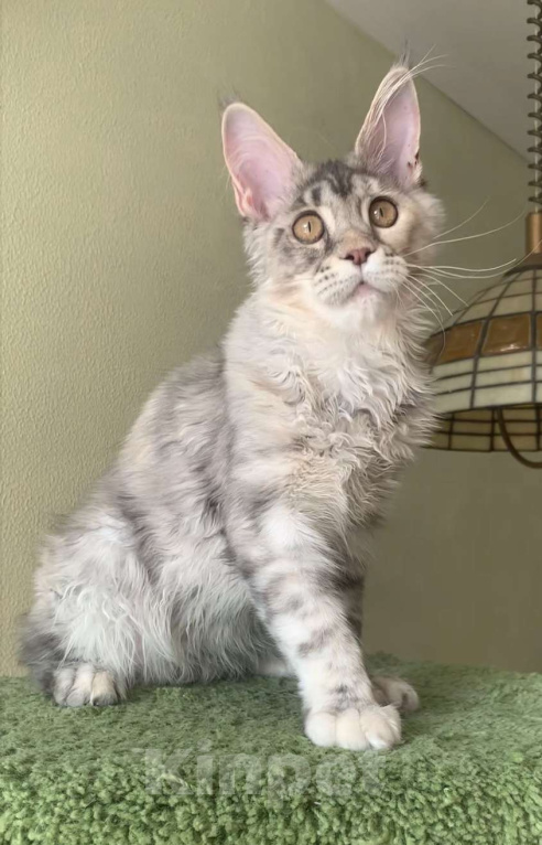 Кошки в Санкт-Петербурге: ЗВЕЗДА  Девочка, 25 000 руб. - фото 2