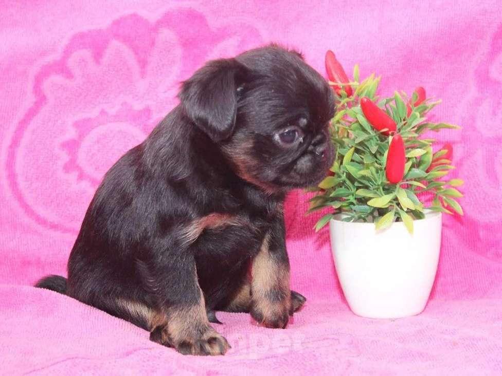Собаки в Санкт-Петербурге: Маленький проказник Мальчик, 80 000 руб. - фото 9