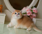 Кошки в Москве: Шикарный британский котенок Мальчик, 250 000 руб. - фото 3