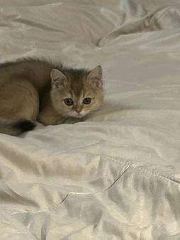 Британские котята.