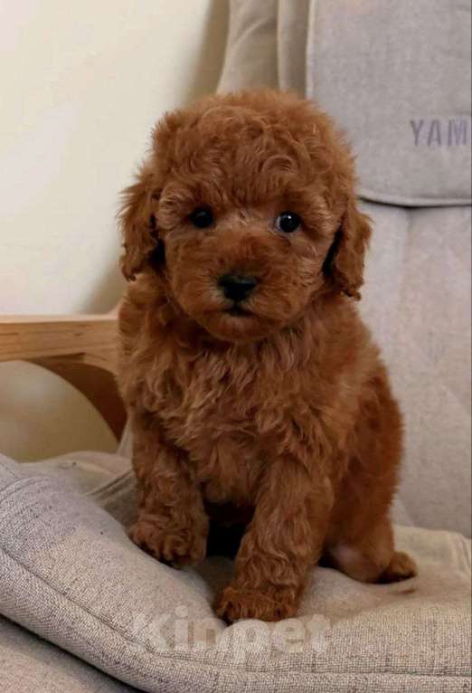 Собаки в Москве: Той-пудель, мальчик Мальчик, 96 000 руб. - фото 1